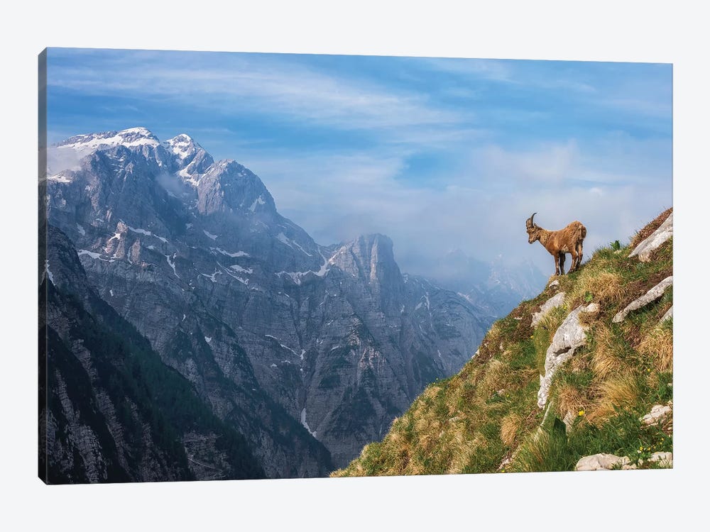 Alpine Ibex In The Mountains by Ales Krivec 1-piece Canvas Artwork