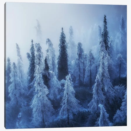 Enchanted Forest Canvas Print #OXM4976} by Ales Krivec Art Print