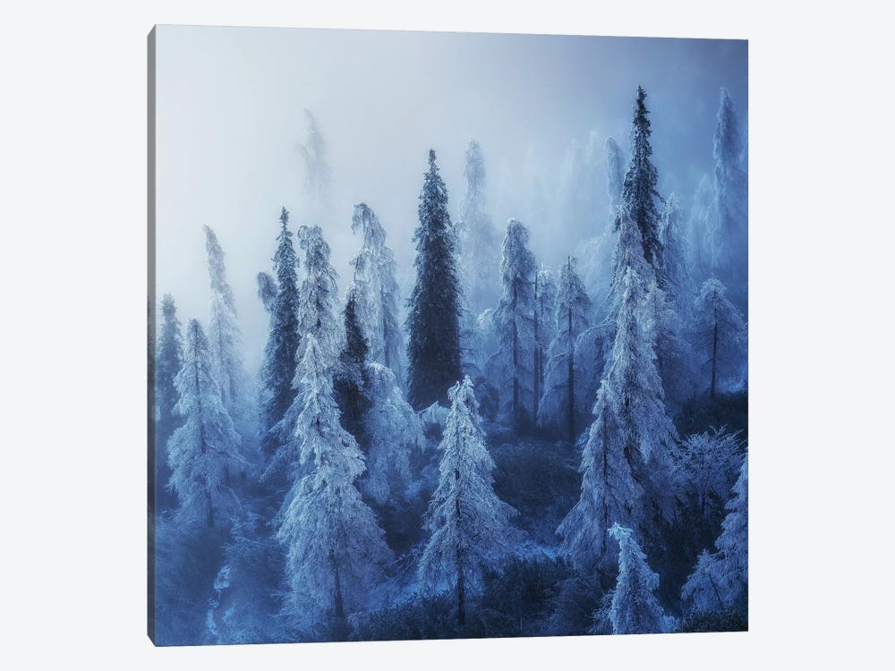 Enchanted Forest by Ales Krivec 1-piece Canvas Wall Art