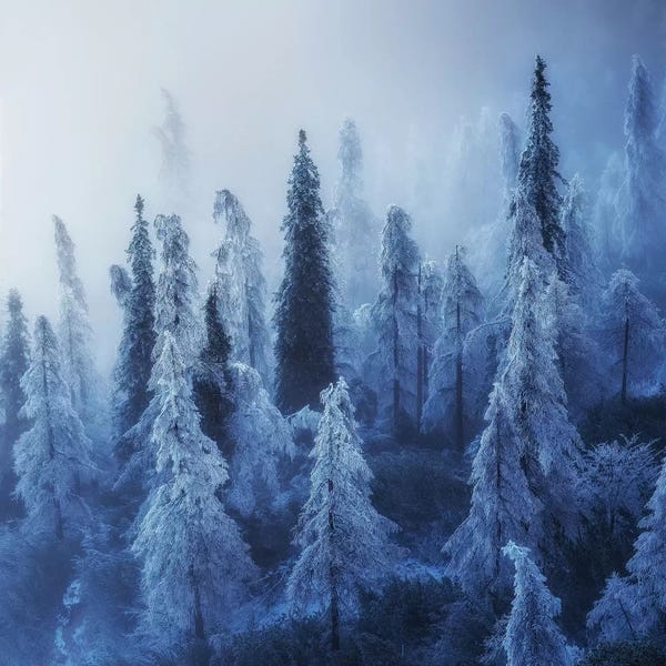 Pine Trees: Enchanted Forest by Ales Krivec