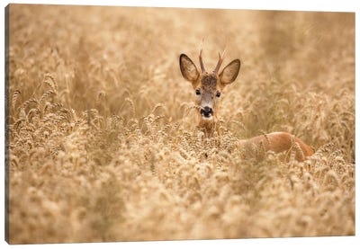 Deer In The Field Canvas Art Print