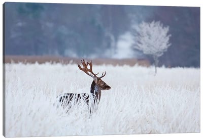 Fallow Deer In The Frozen Winter Landscape Canvas Art Print
