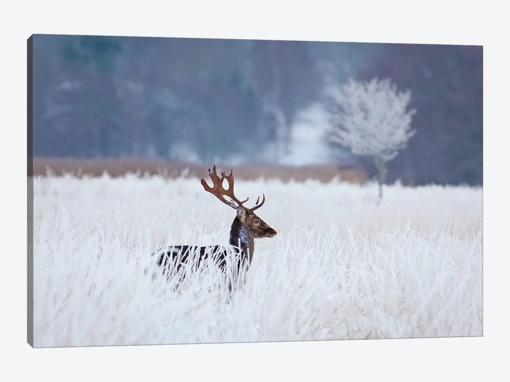 Fallow Deer In The Frozen Winter Landscape by Allan Wallberg 1-piece Canvas Wall Art