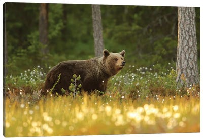 Brown Bear Canvas Art Print