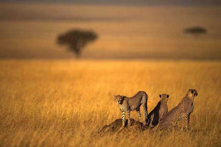Landsape Of Cheetah