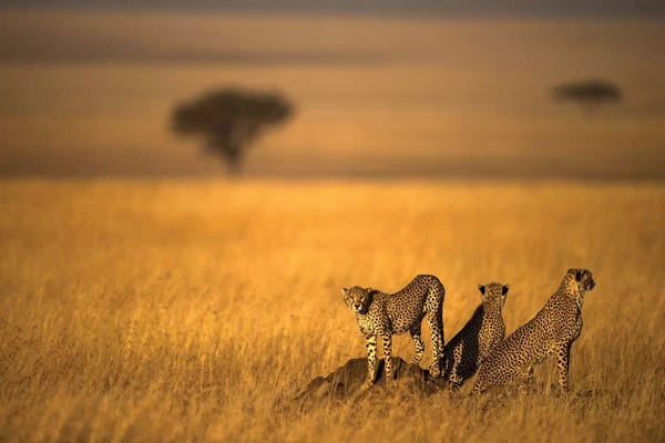 Cheetahs: Landsape Of Cheetah by Bahaadeen Al Qazwini