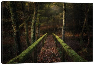 The Way To The Forest Canvas Art Print