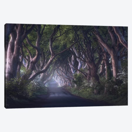 The Dark Hedges Canvas Print #OXM5073} by Daniel Gastager Canvas Art