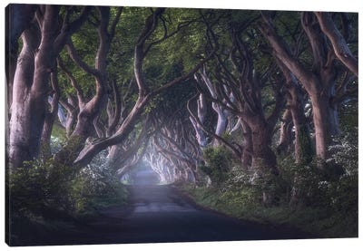 The Dark Hedges Canvas Art Print - 1x Floral and Botanicals