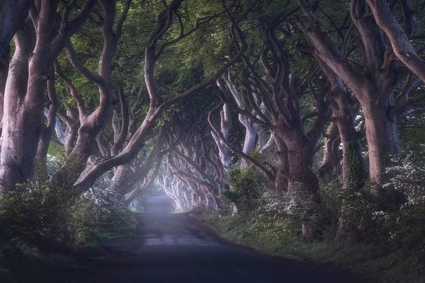 Daniel Gastager: The Dark Hedges by Daniel Gastager