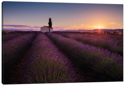 Provence Lavender Canvas Art Print