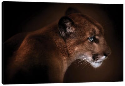 Puma Canvas Art Print - Cougars
