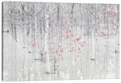 Red & White Canvas Art Print - Aspen Tree Art