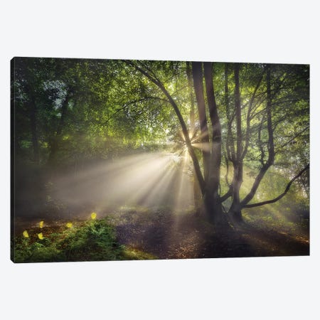 The Morning Light Canvas Print #OXM5130} by Fran Osuna Canvas Print