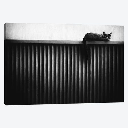 Fence Cat Canvas Print #OXM5134} by Gary E. Karcz Canvas Artwork