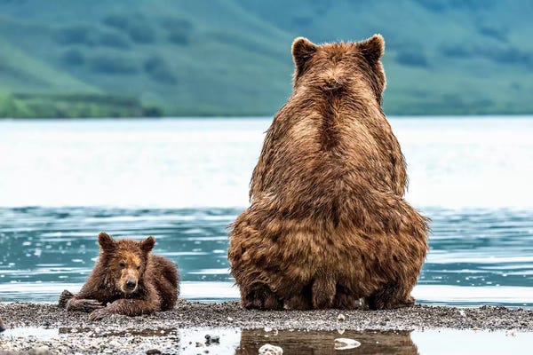 Photogenic Animals: Opposites by Giuseppe D'Amico