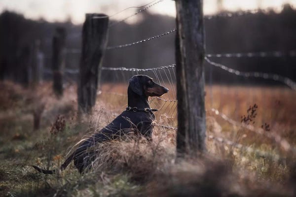 Dog Photography: Forbidden Fruits... by Heike Willers