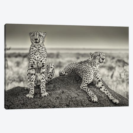 Two Cheetahs Watching Out Canvas Print #OXM5154} by Henrike Scheid Canvas Art