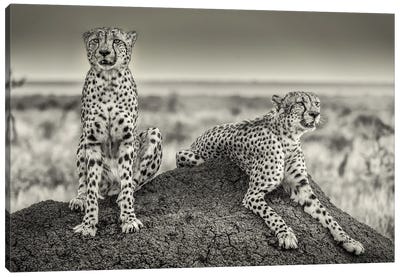 Two Cheetahs Watching Out Canvas Art Print