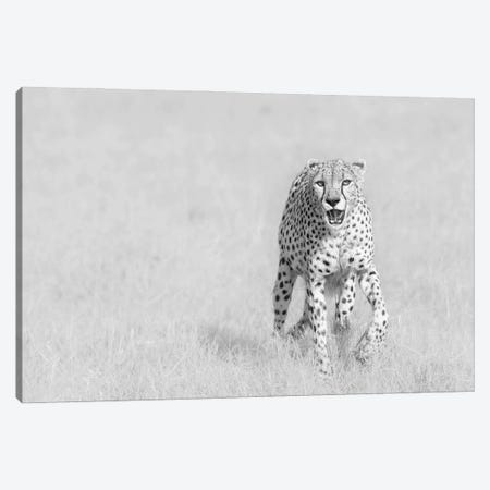 Cheetah Canvas Print #OXM5156} by Henry Zhao Canvas Art