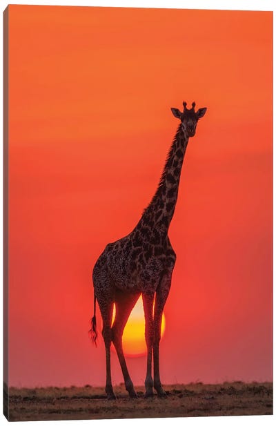 Sunset Giraffe Canvas Art Print