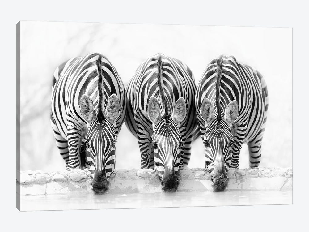 Zebras 1-piece Canvas Artwork