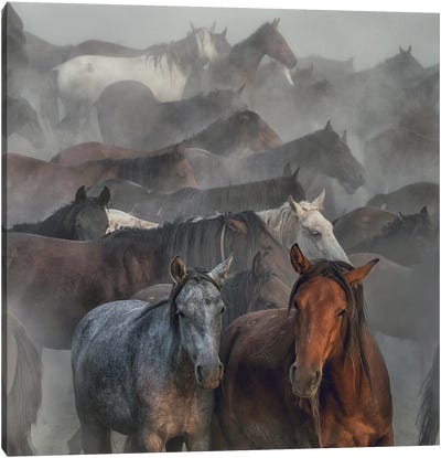 Two Horses Canvas Art Print