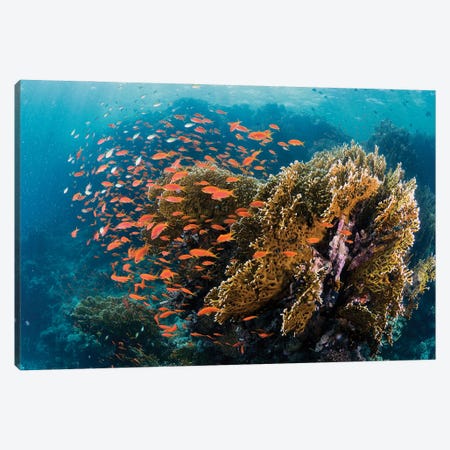 Reefscape Canvas Print #OXM5174} by Ilan Ben Tov Canvas Artwork