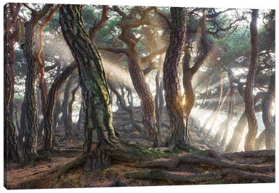 Sacred Pine Trees Canvas Art Print