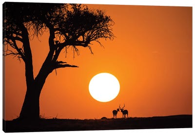 African Sunset Canvas Art Print
