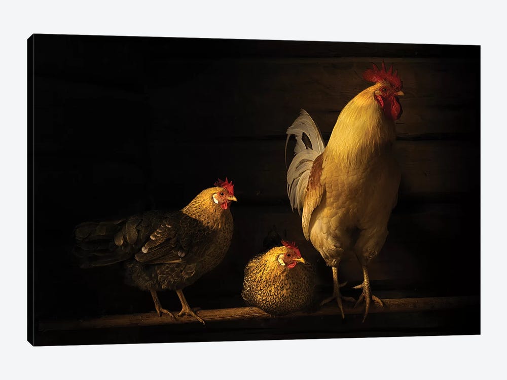 Farm Animals by Lars Anker-Rasch 1-piece Canvas Art Print