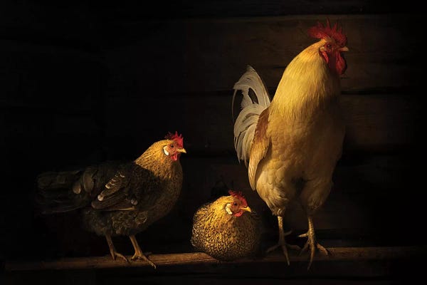 Chickens & Roosters: Farm Animals by Lars Anker-Rasch