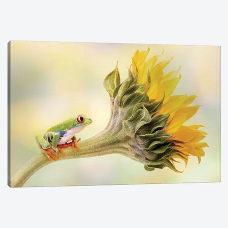Red Eyed Tree Frog On A Sunflower Canvas Print #OXM5246} by Linda D Lester Canvas Artwork