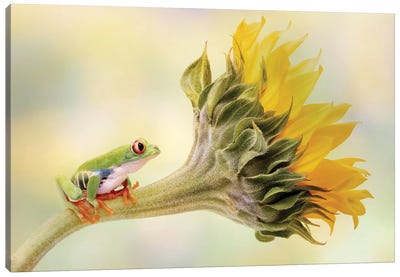 Red Eyed Tree Frog On A Sunflower Canvas Art Print - 1x Floral and Botanicals