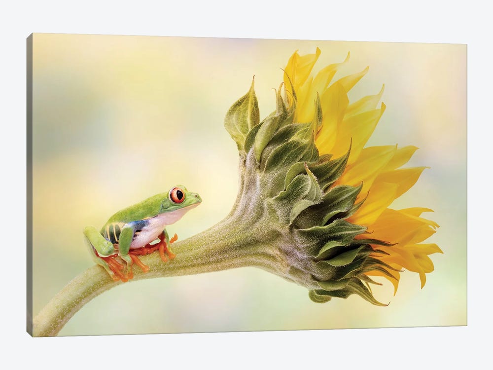 Red Eyed Tree Frog On A Sunflower by Linda D Lester 1-piece Canvas Artwork
