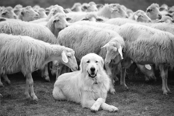 Photogenic Animals: The Boss by Lucian Constantin