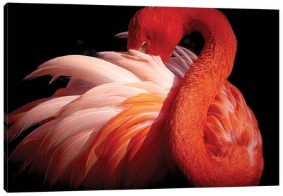 Flamingo Canvas Art Print