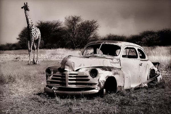Giraffes: Acquaintance by Marc Apers