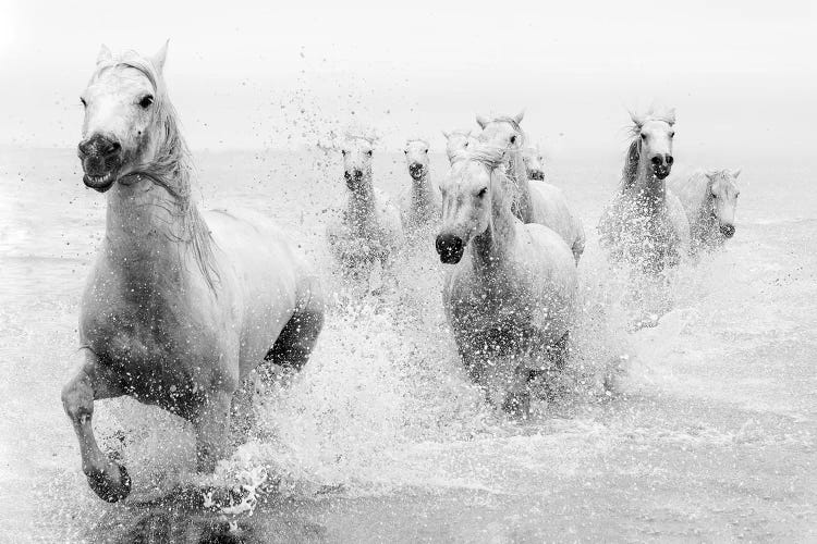 We Are Coming by Marketa Zvelebil wall art