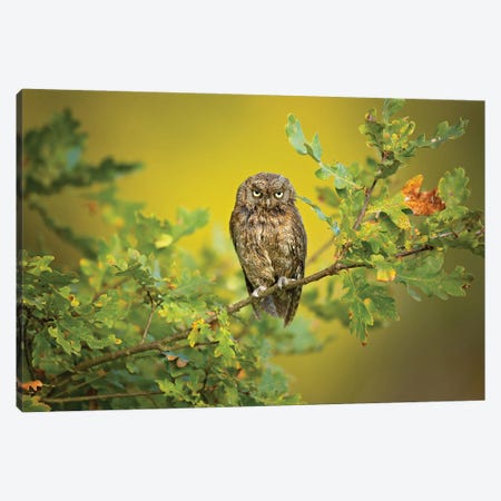 Eurasian Scops Owl Canvas Print #OXM5294} by Milan Zygmunt Canvas Art Print