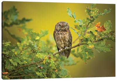 Eurasian Scops Owl Canvas Art Print