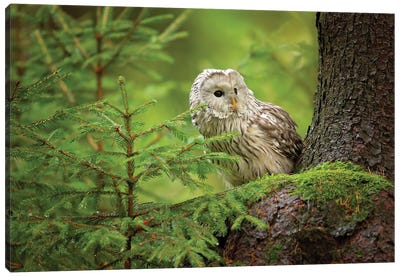 Ural Owl Canvas Art Print