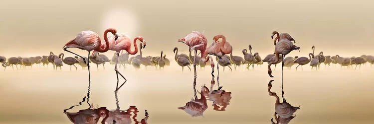 Flamingos by Nasser Osman wall art