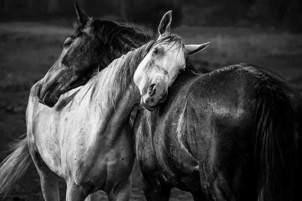 Farm Animals: Warm Rain by Niko Chapa