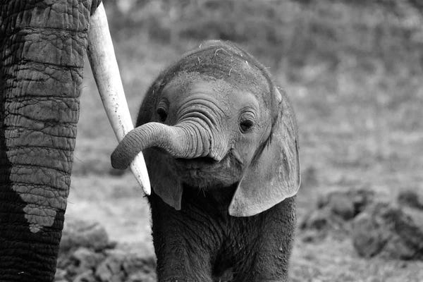 Photogenic Animals: Close by Bjoern Alicke