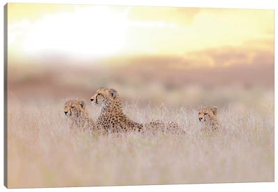 Cheetah Family Canvas Art Print - 1x Collection