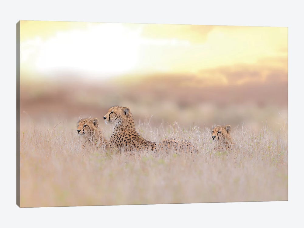Cheetah Family by Ozkan Ozmen 1-piece Canvas Print