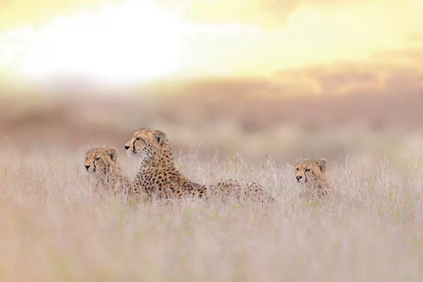 Cheetahs: Cheetah Family by Ozkan Ozmen Photography