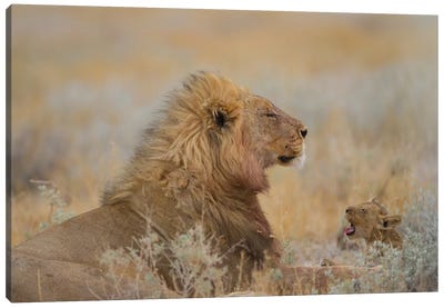 Male Lion With Cub Canvas Art Print