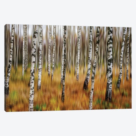 3D Birches Canvas Print #OXM5317} by Par Soderman Canvas Artwork